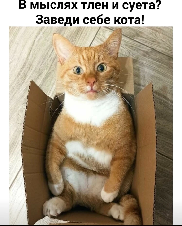 А у ВАС есть домашние питомцы?😻
