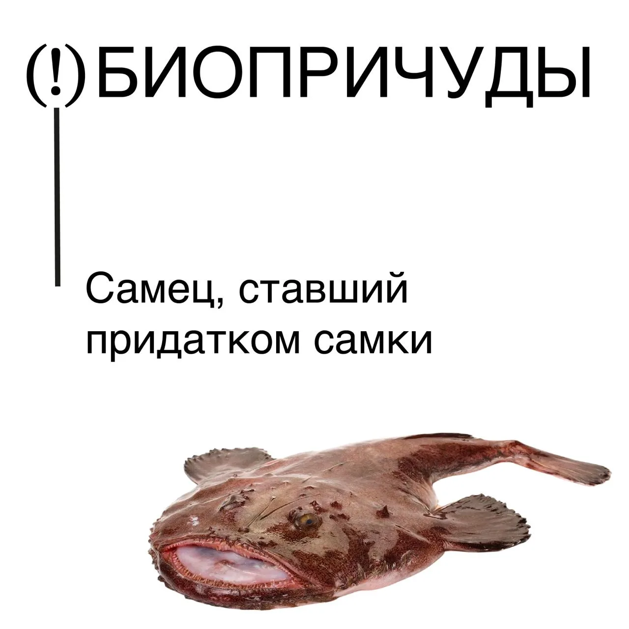 Самец, ставший придатком самки