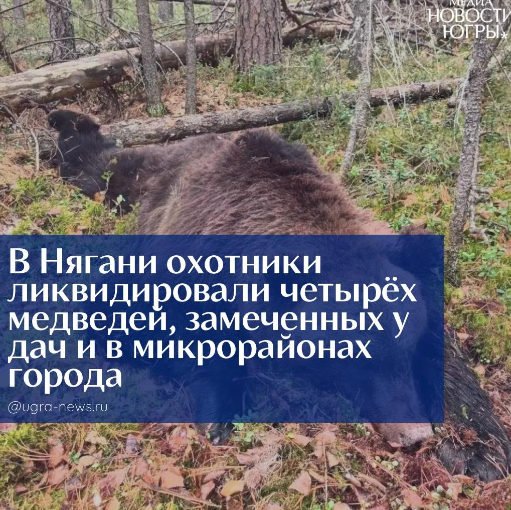 В Нягани охотники ликвидировали четырёх медведей, замеченных у дач и в микрорайонах города