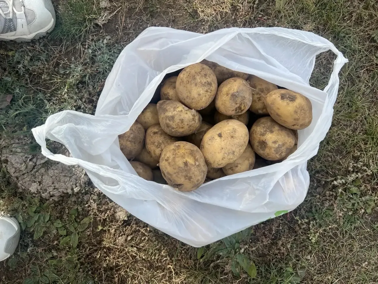 🥔 ПРОДАМ КАРТОФЕЛЬ (Мухоршибирь)