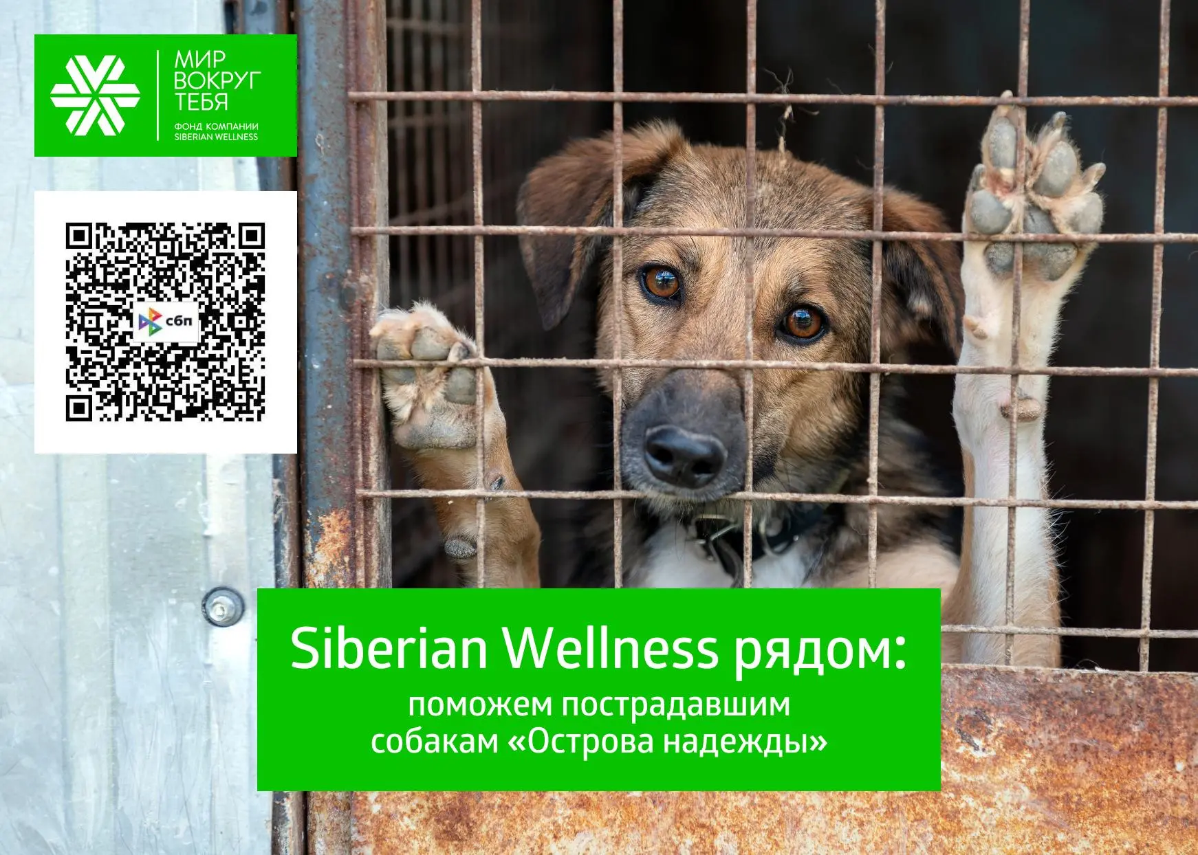 🐶💔Siberian Wellness активно помогает приютам для животных! И сейчас – особенный случа...