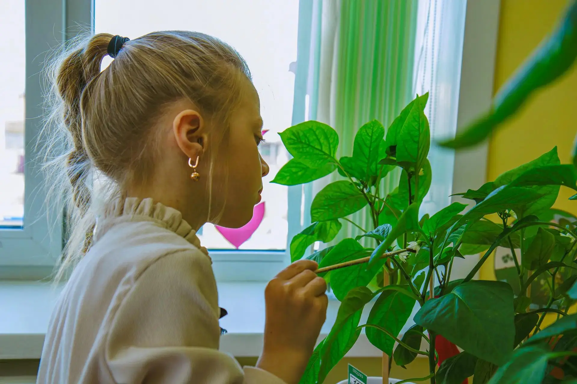 🌶️ Детский сад № 2 "Кораблик" выращивает свой первый урожай — и это не просто перец, а...