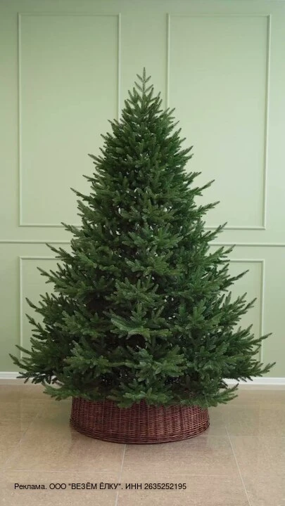 🎄 Ель Лесная красавица 2,1 м - 53 213 ₽ по предзаказу