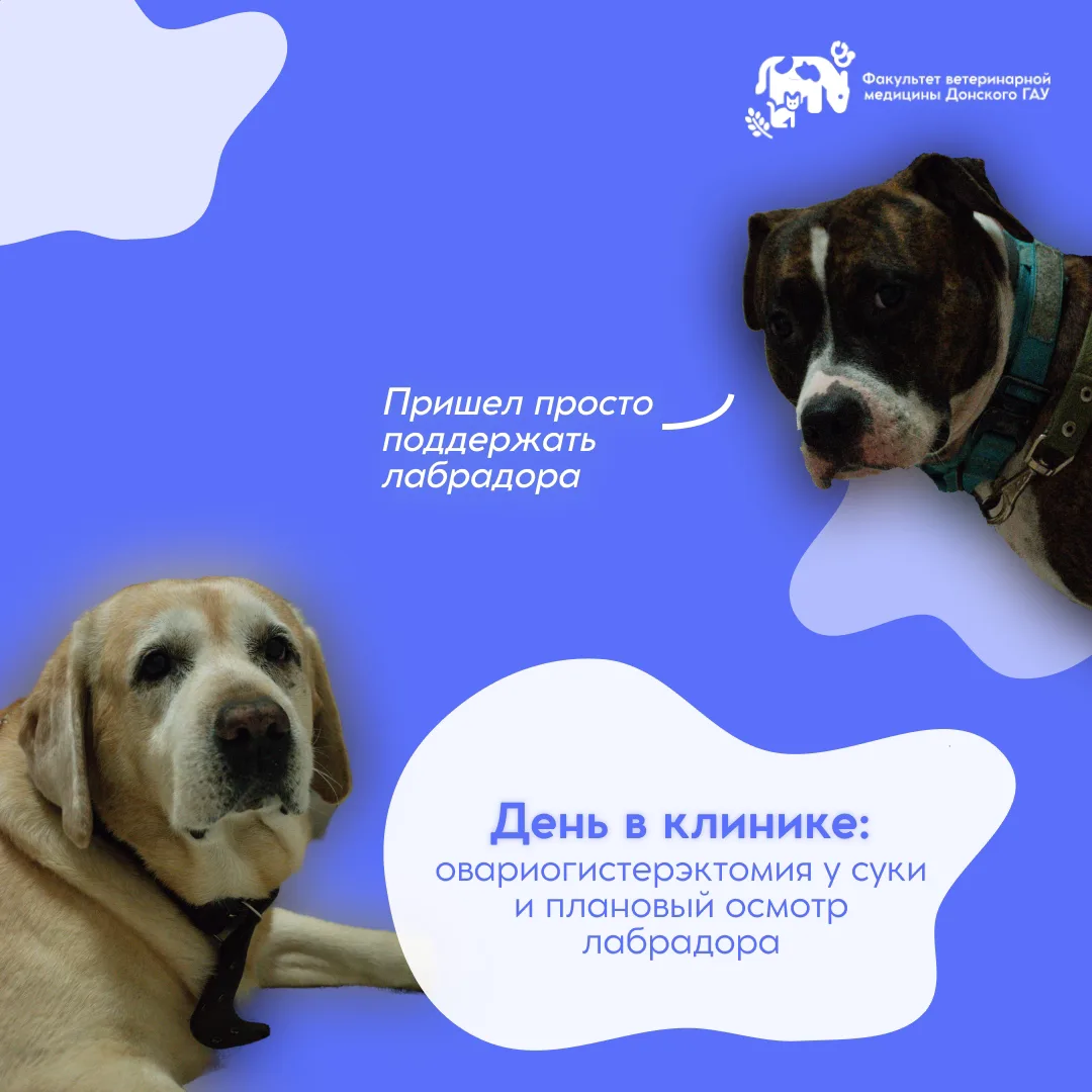 🐾 Когда практика — это больше, чем теория