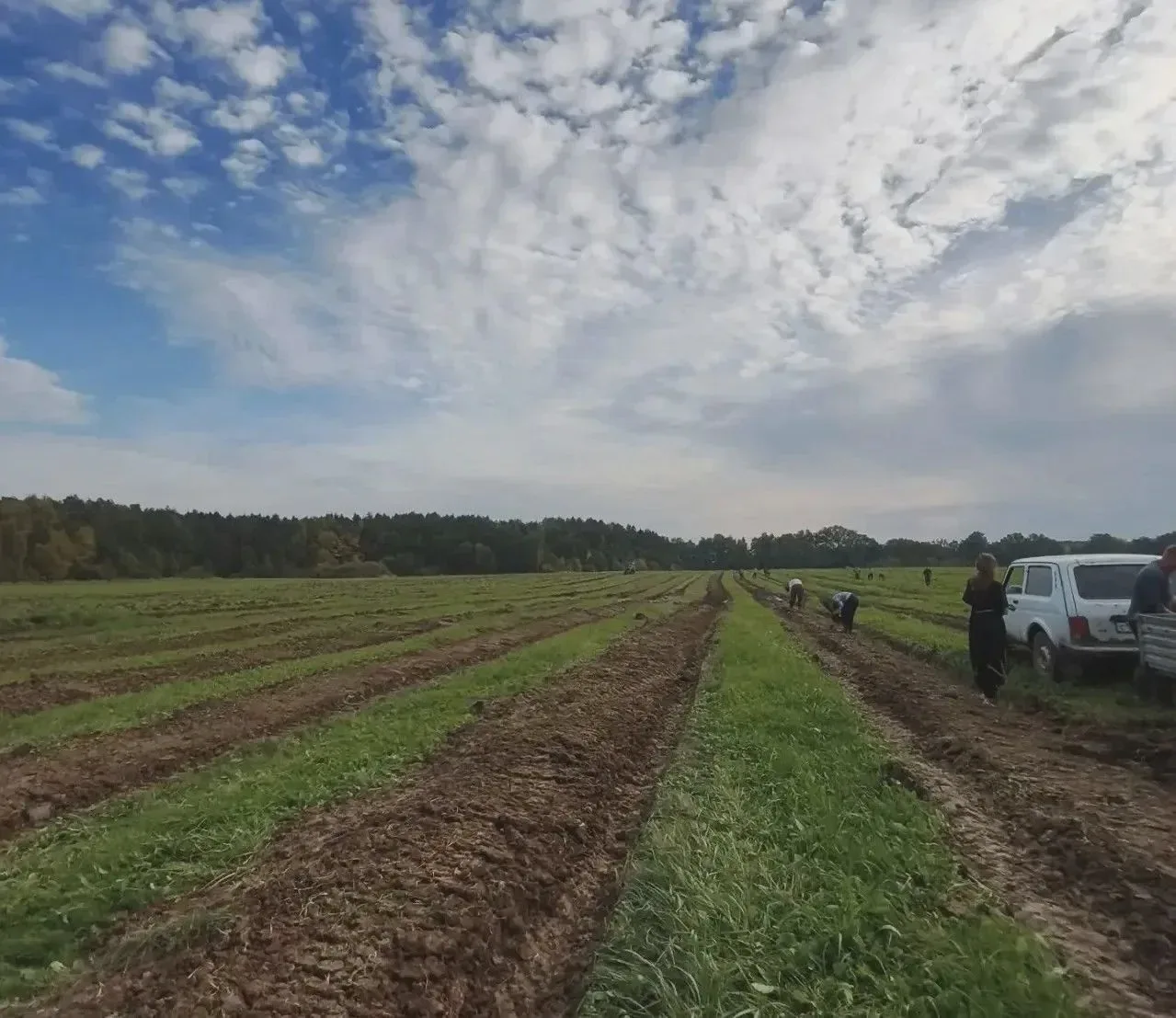 В регионе продолжают восстанавливать леса