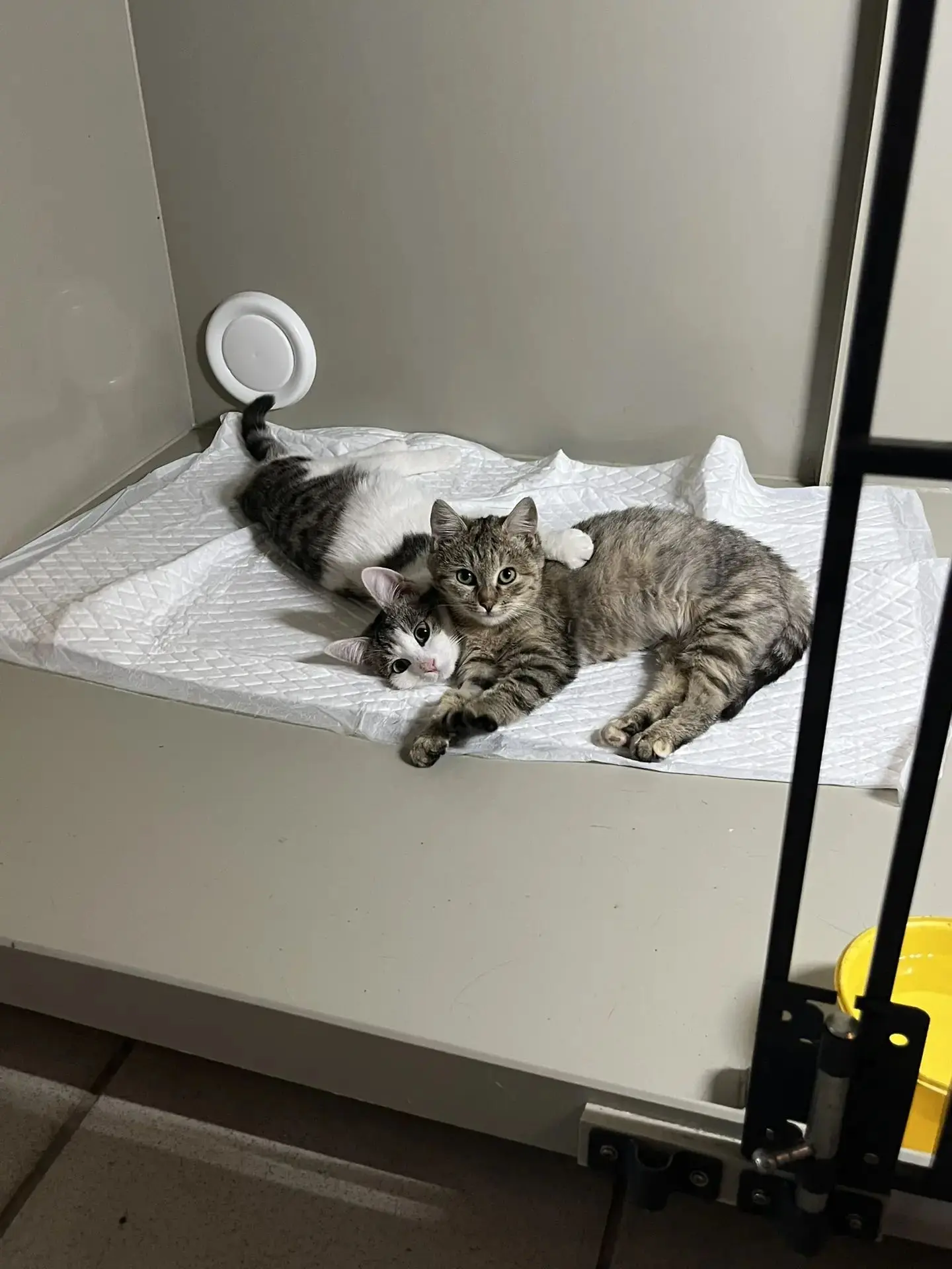 🏥👨‍⚕️🩺В нашей клинике и на стационаре комфортно ⭐и уютно ❤️‍🩹как дома🏡