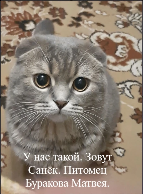 Сегодня, во Всемирный день защиты животных, наши ребята делятся фотографиями своих люби...