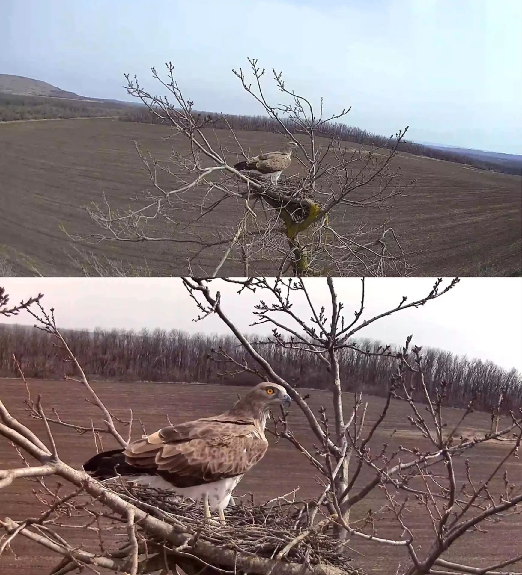 ЛУКОЙЛ создал уникальную систему изучения редких птиц Северного Кавказа