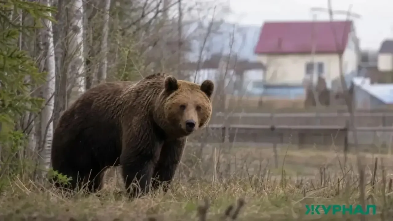 ‼️В связи с участившимися случаями выхода диких животных в населенные пункты, прилегающ...