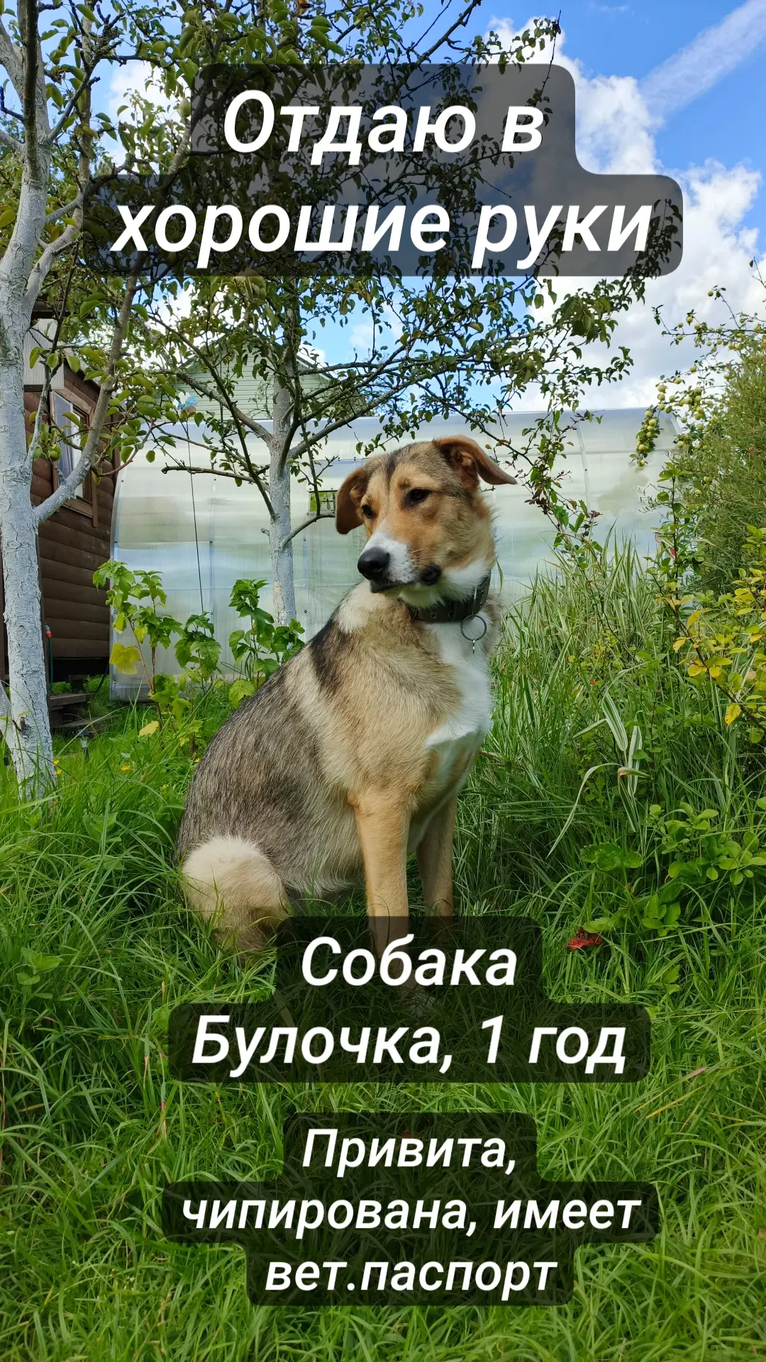Срочно! Собака в добрые руки 🙏