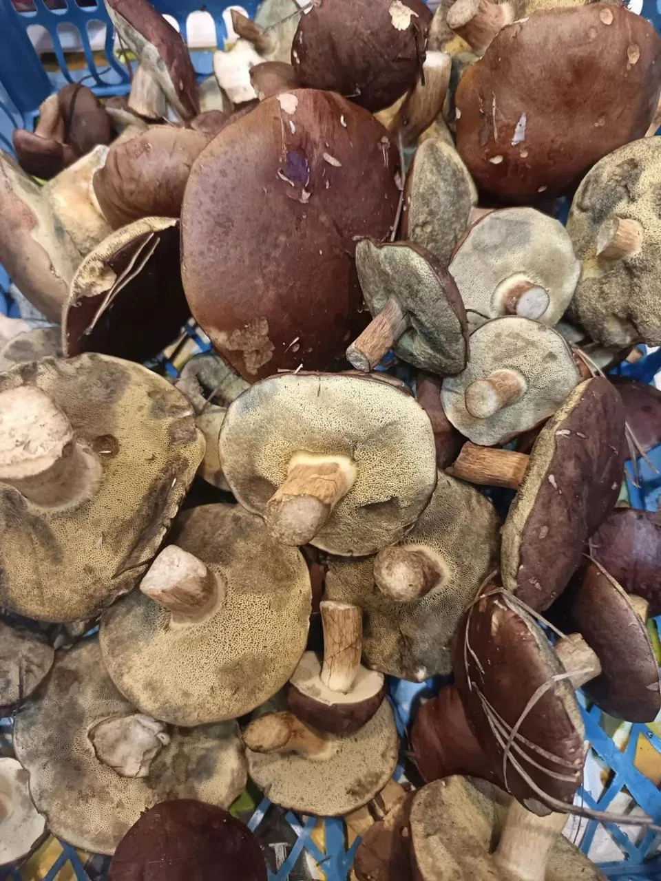 Продолжаем выносить грибы из леса! 🍄‍🟫 🌳