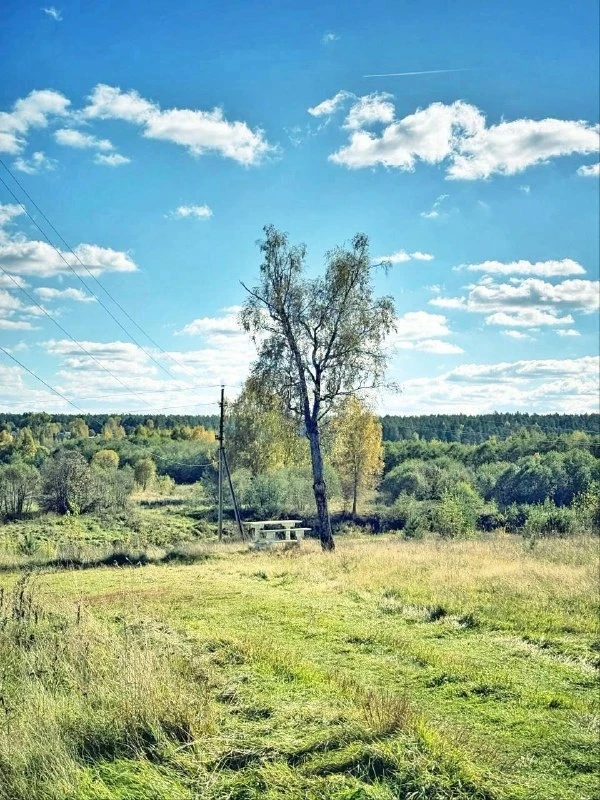 Одинокая береза. A lone birch tree.
