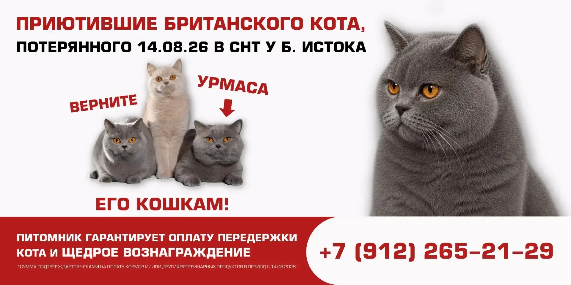 14 августа из СНТ "Поляна" у Большого Истока ушёл серый британской кот по кличке "Урмас".