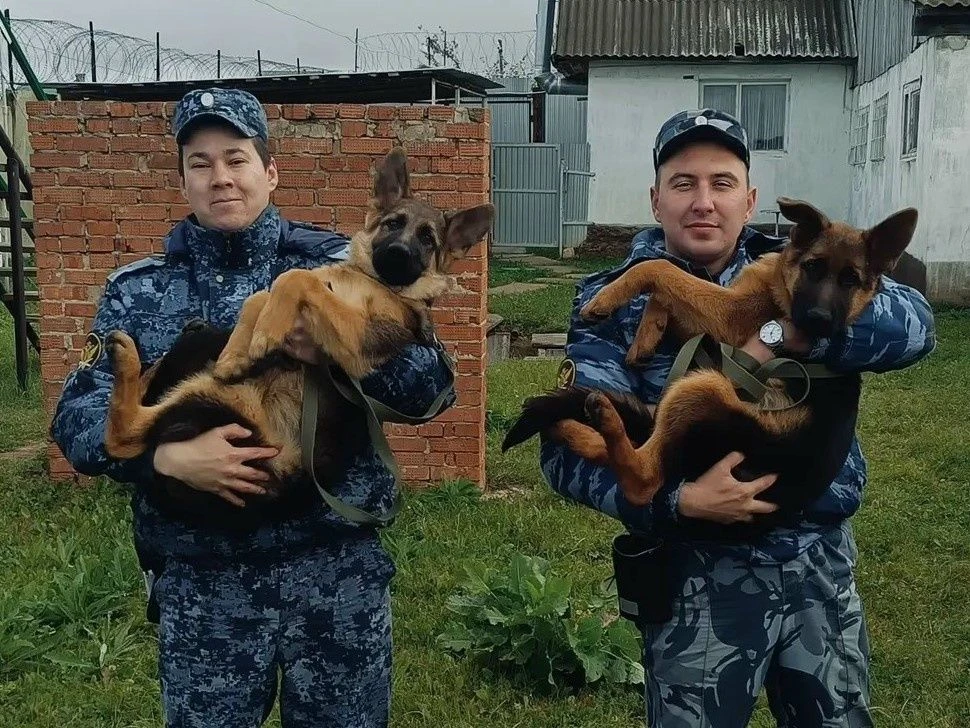 На службу в исправительную колонию №12 в Сарапуле поступили два щенка немецкой овчарки
