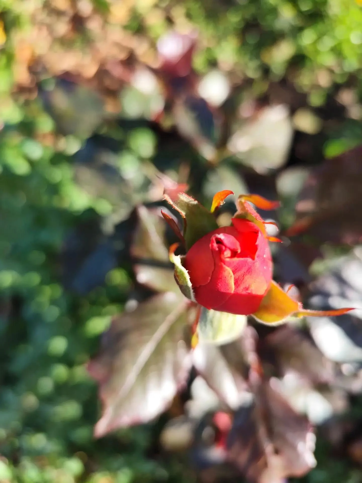 Малина и розы в садах красноярцев не сдаются октябрю, его ветрам и заморозкам.