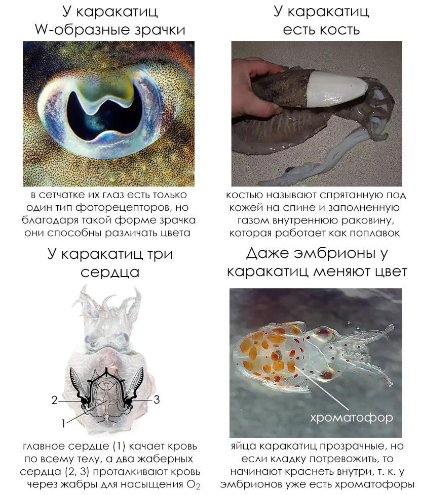 Снова суббота, а это значит, что я несу вам четыре факта, которыми удивляю школьников н...