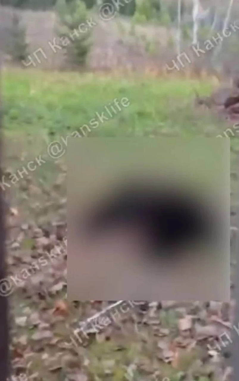 В Бородино медведь забрался на дерево возле жилого дома.
