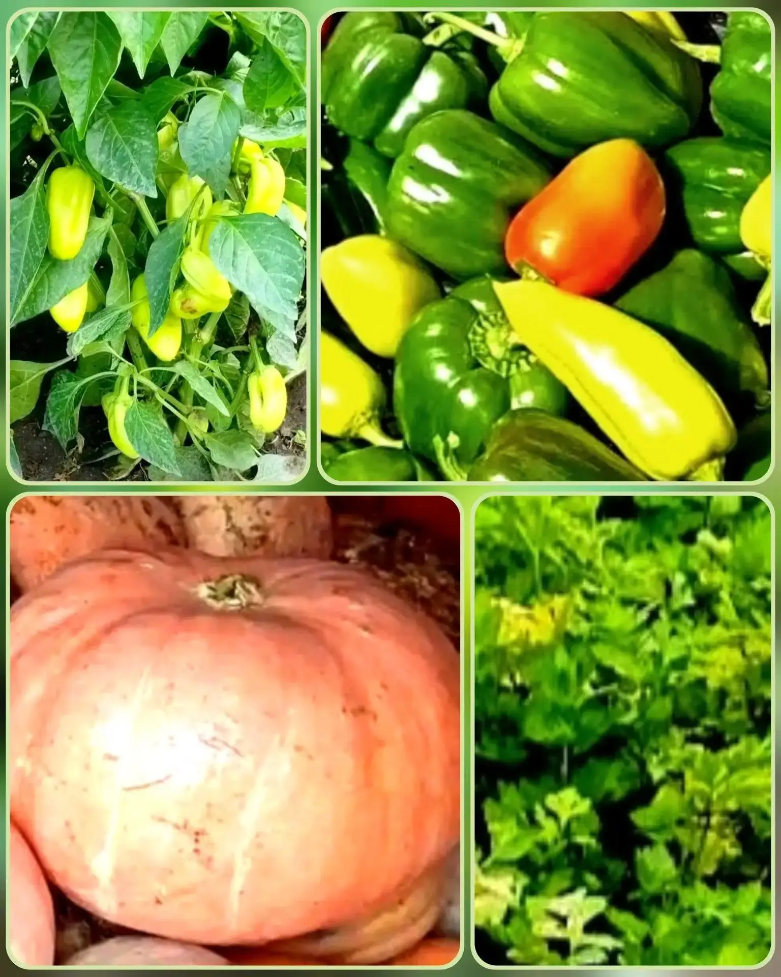 👍 ВНИМАНИЕ! СКОРО СТАРТУЕТ ФОТОКОНКУРС «ДАРЫ ПРИРОДЫ»! 🍅🥒Совсем скоро наши отделения...