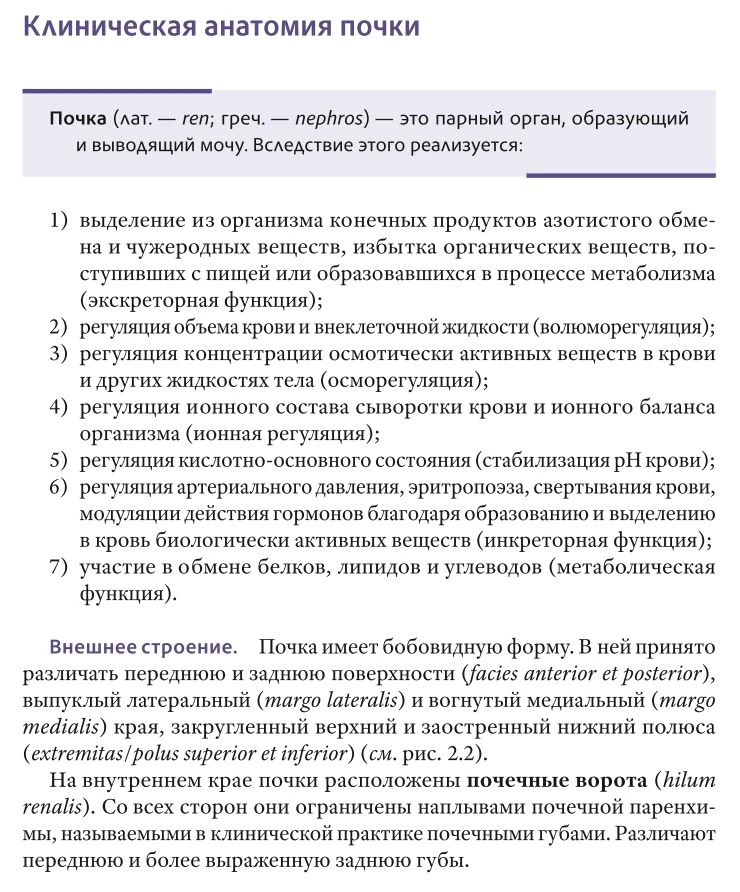 Клиническая анатомия почки