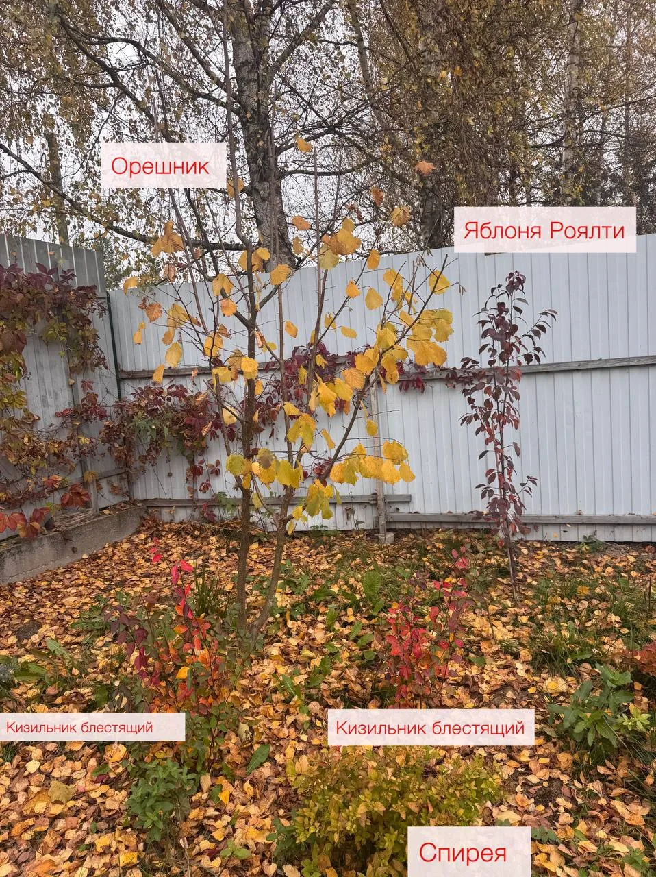 Листья убирать я и не собиралась.
