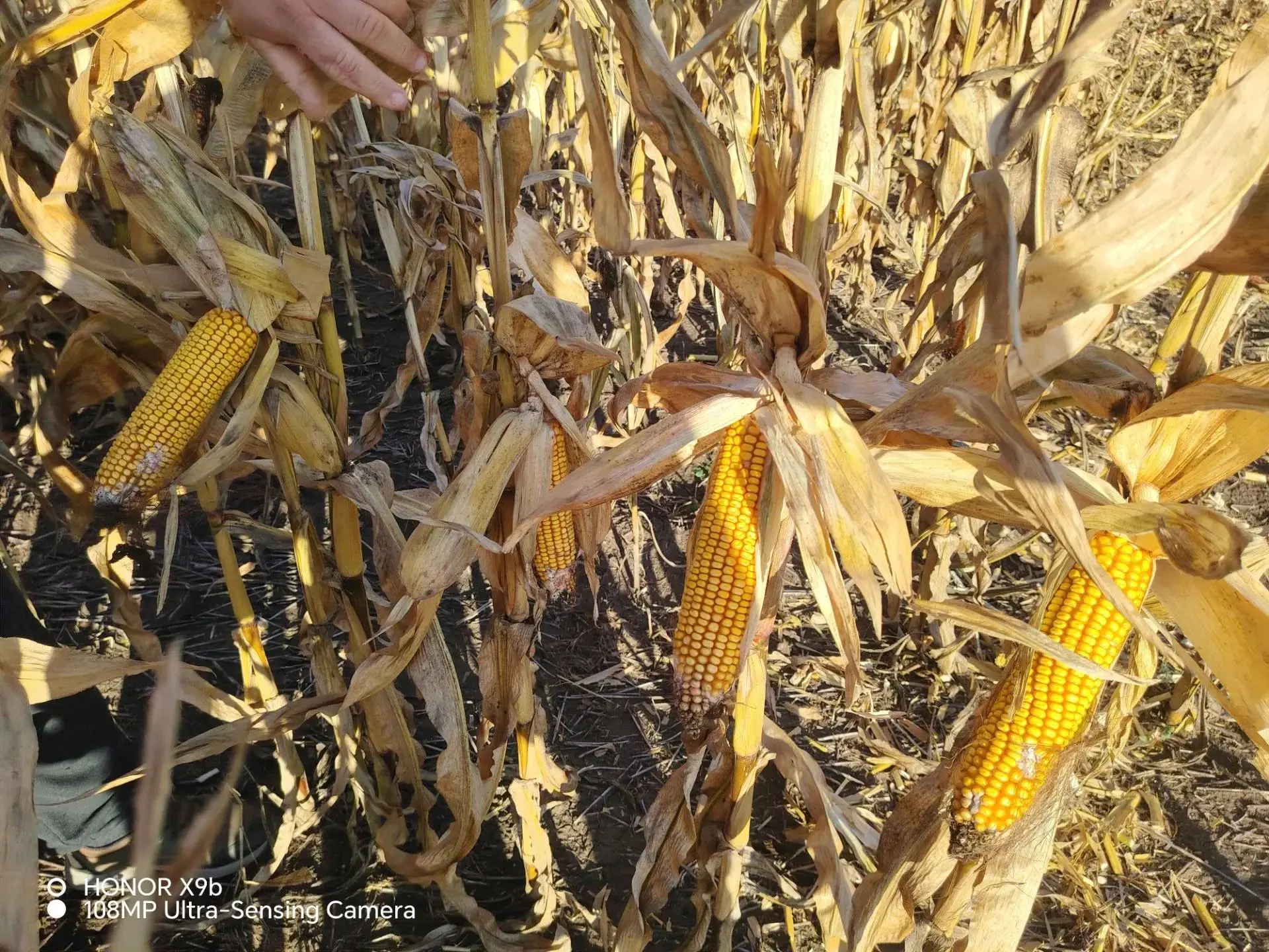 Аграрии Волжского района начали уборку кукурузы 🌽