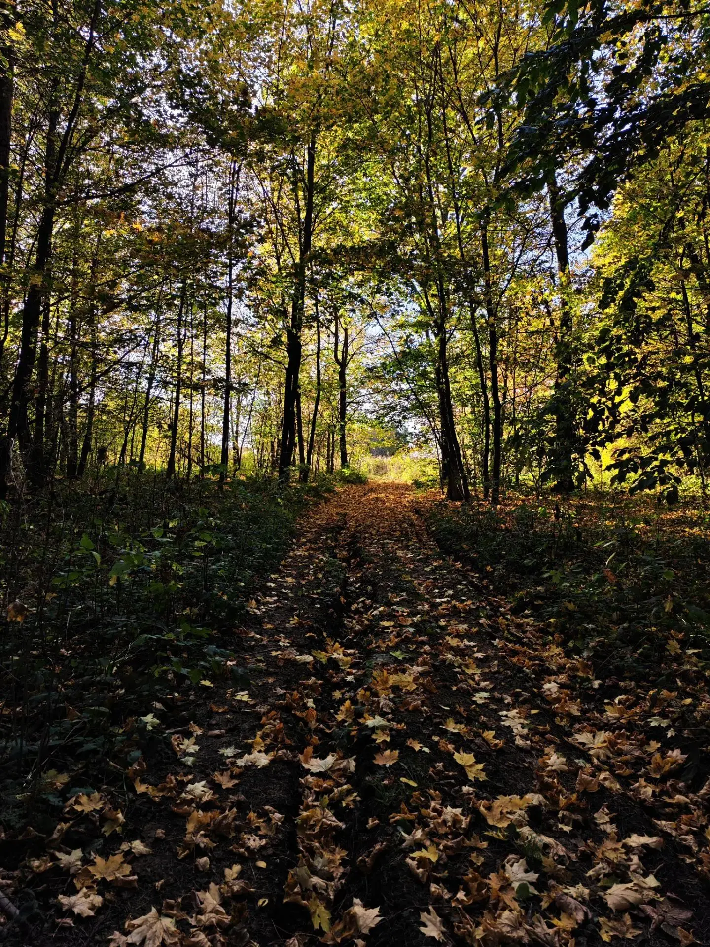 Недавно Кузя ходил по грибы вместе с хозяевами в лес🍀🌳🐾