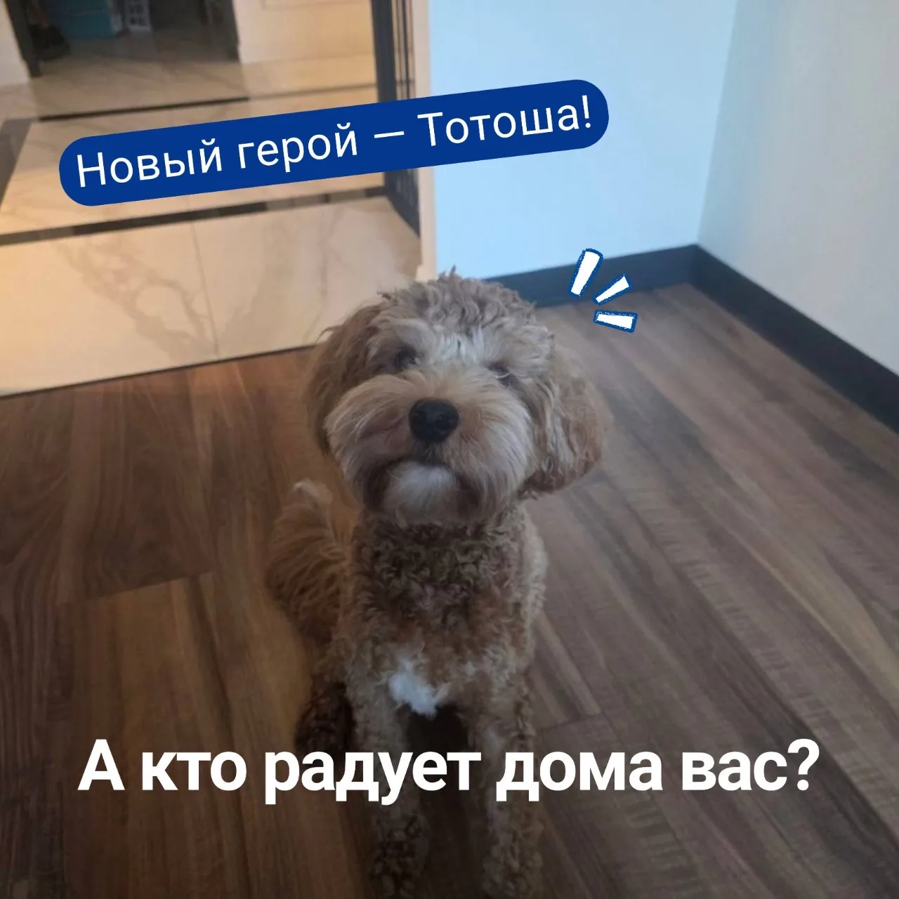 Добрая пятничная традиция: делиться историями ваших любимцев 🐾