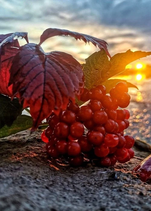 🍂🌅🍁