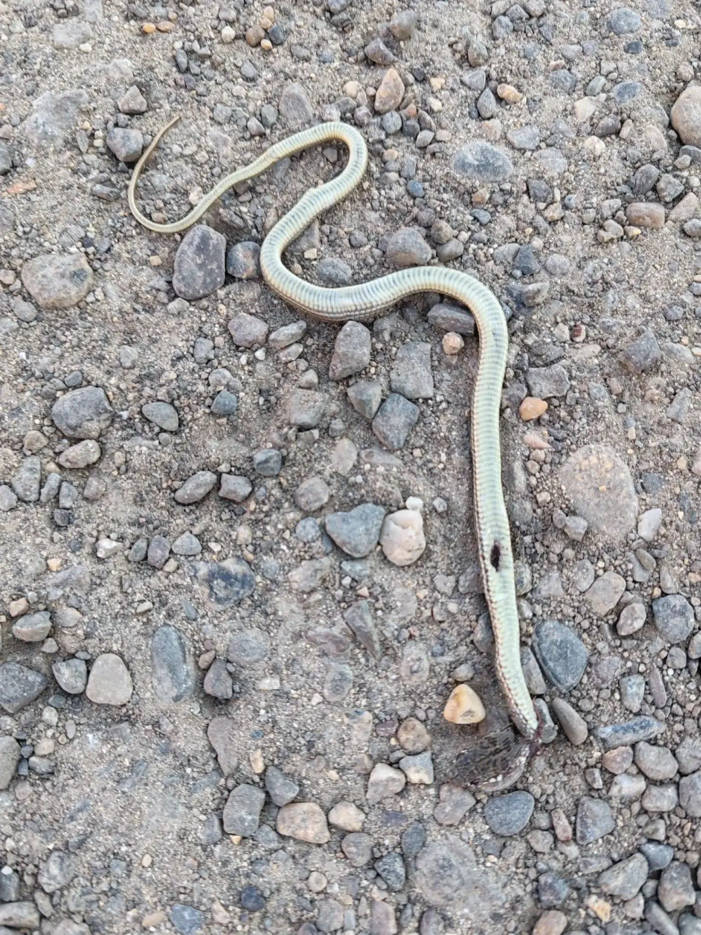 Лучшая из змей - всё равно змея! 🐍