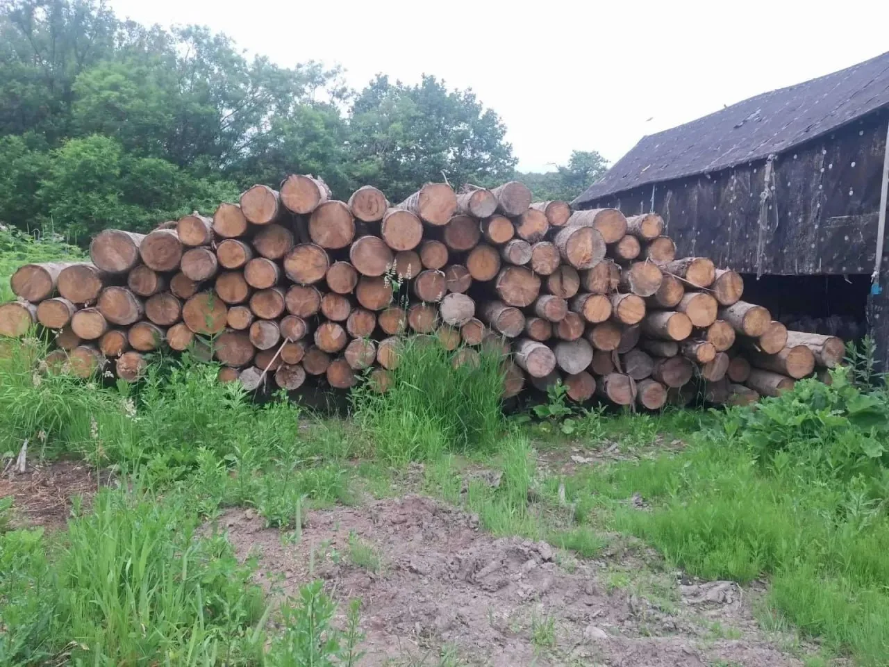 На Сахалине с помощью БПЛА засекли крупного "черного" лесоруба