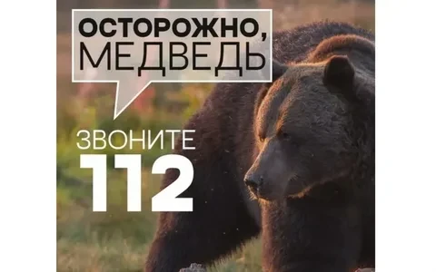 Внимание, медведь!
