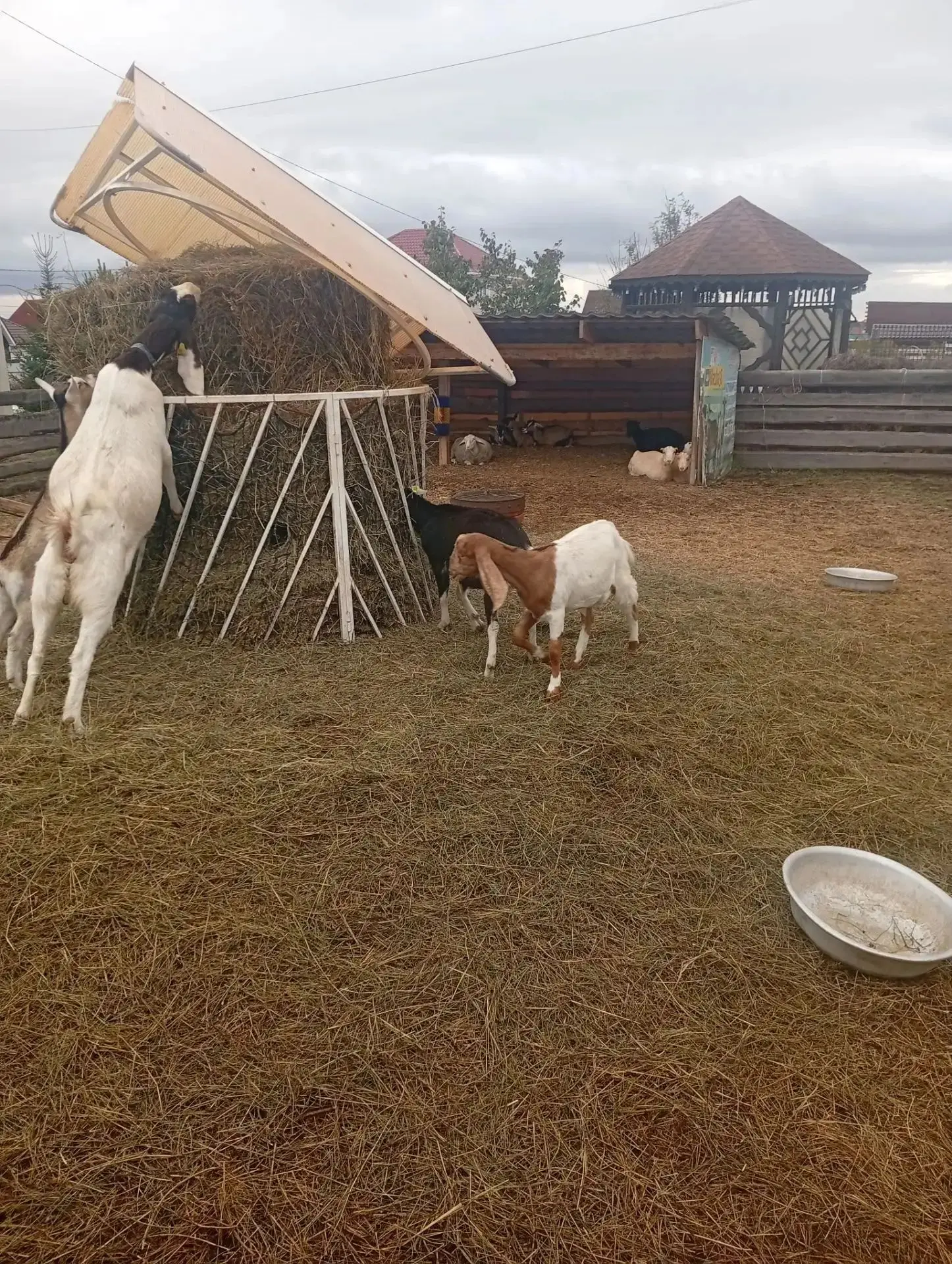 Приключения на козьей ферме: как 6 и 7 классы стали сыроварами! 🧀🐐