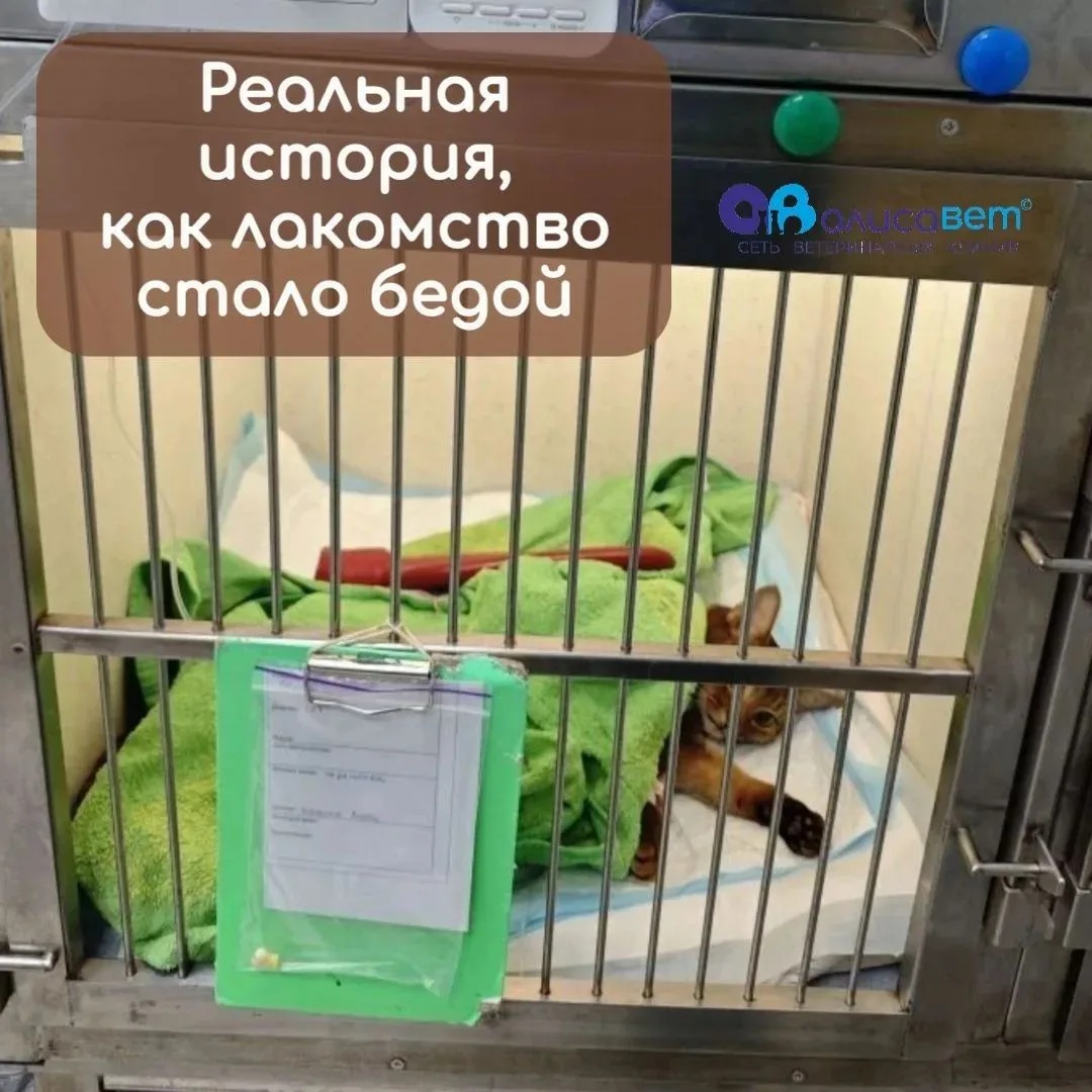 🐈 Реальная история, как лакомство может превратиться в большую проблему для питомца и ...