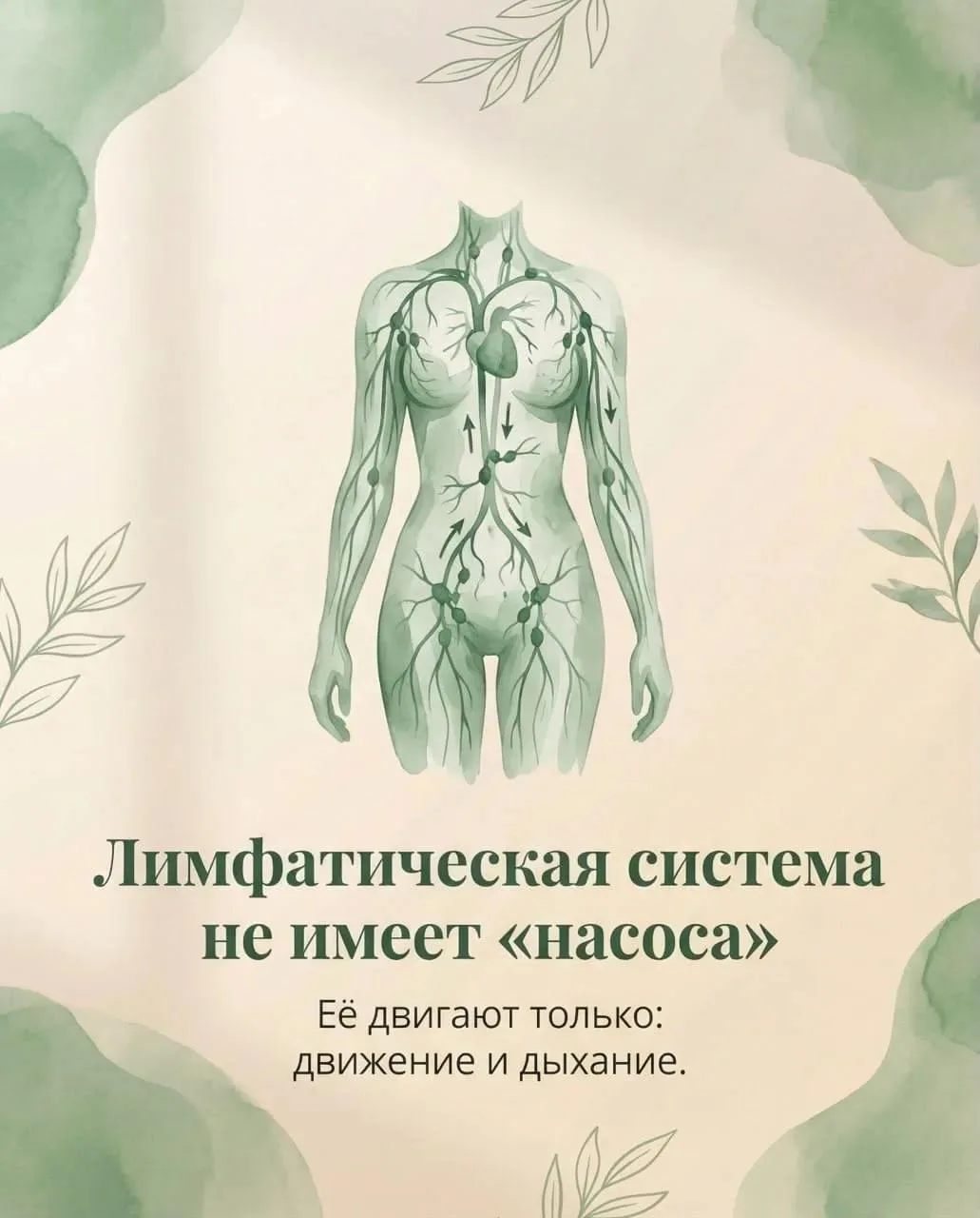 💧Лимфа: «очистная система» тела💧
