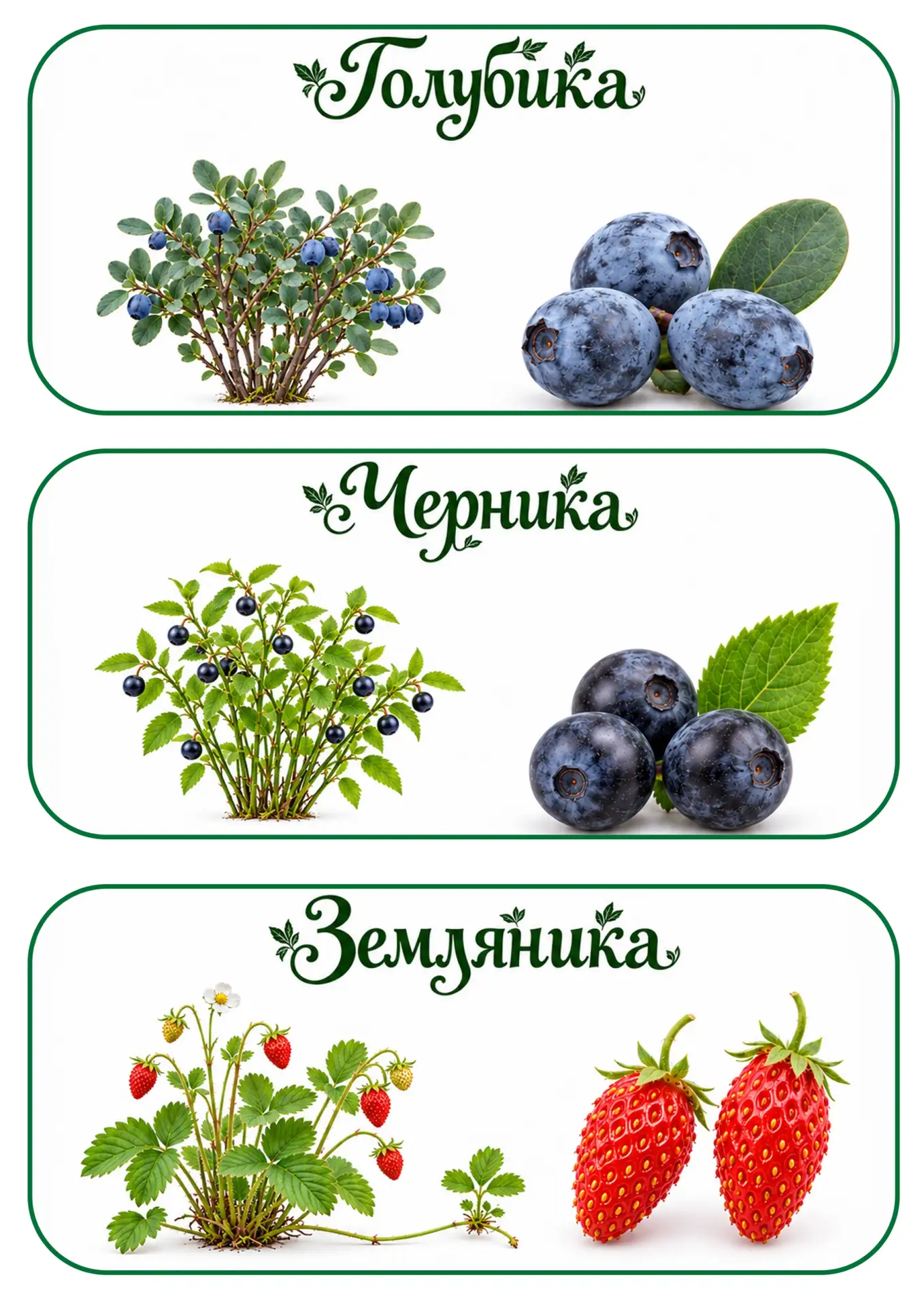 ЛЕСНЫЕ ЯГОДЫ