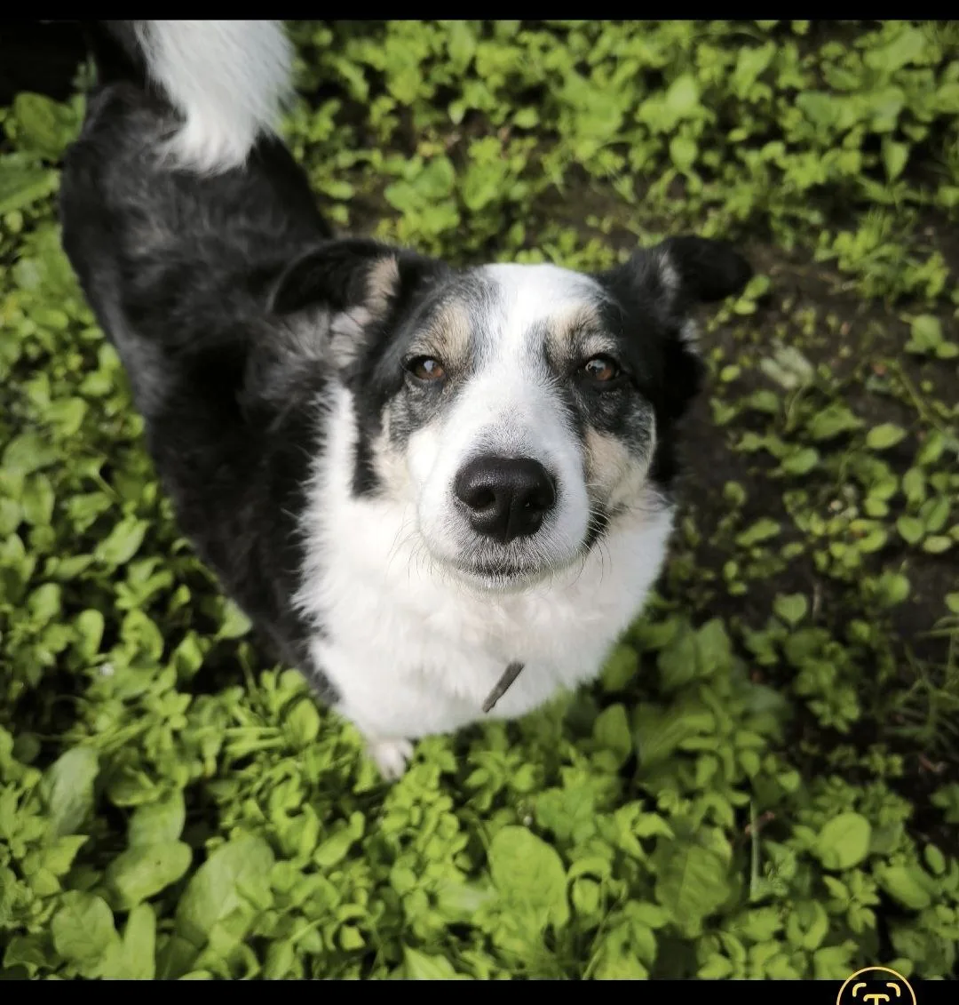 🐾 В ПОИСКАХ ДОМА ИЛИ ПЕРЕДЕРЖКИ