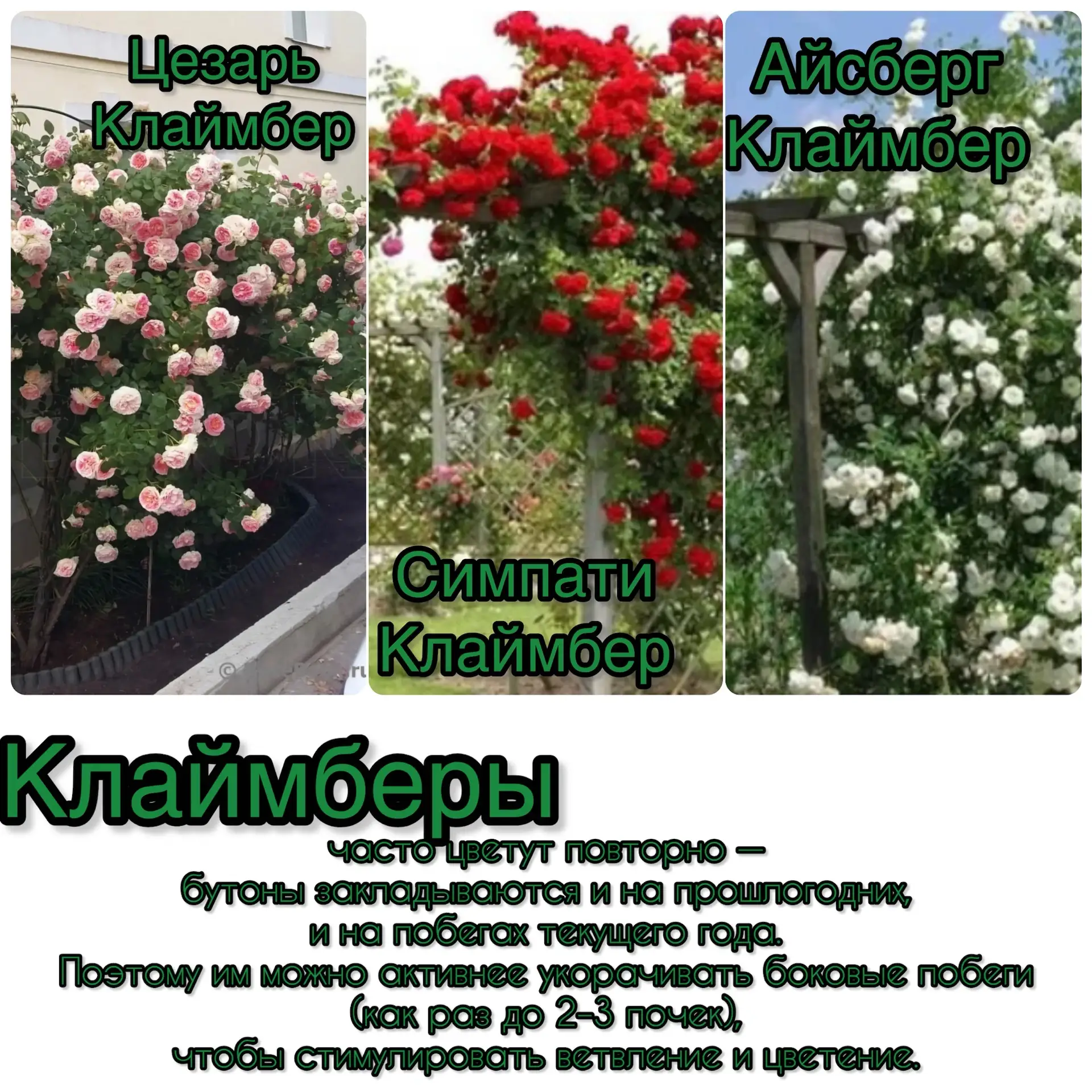 Плетистые розы бывают разные: