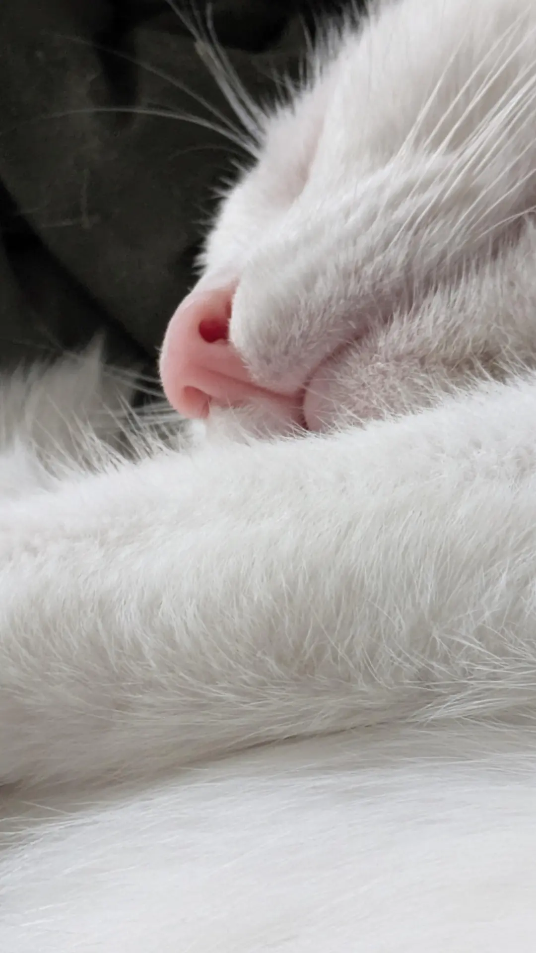 Сладенький послеобеденный сон 😴