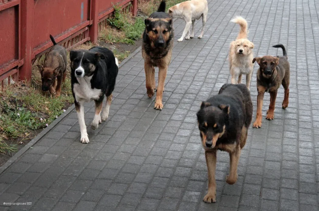 🐾 В двух сёлах Воронежской области досрочно сняли карантин по бешенству