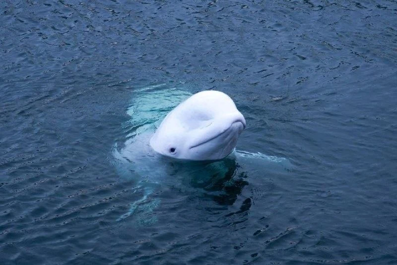 🐬 Белух и морского льва перевезут из Евпатории на ВДНХ