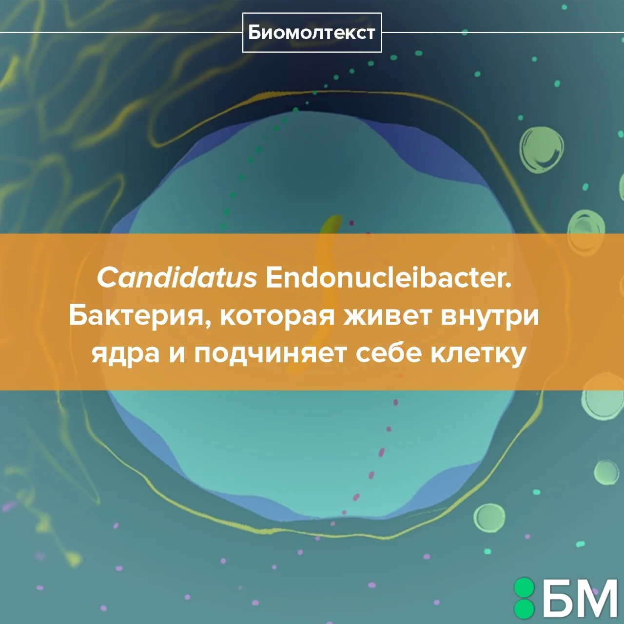 Глубоководные мидии рода Bathymodiolus стали жертвами уникальной бактерии Candidatus En...