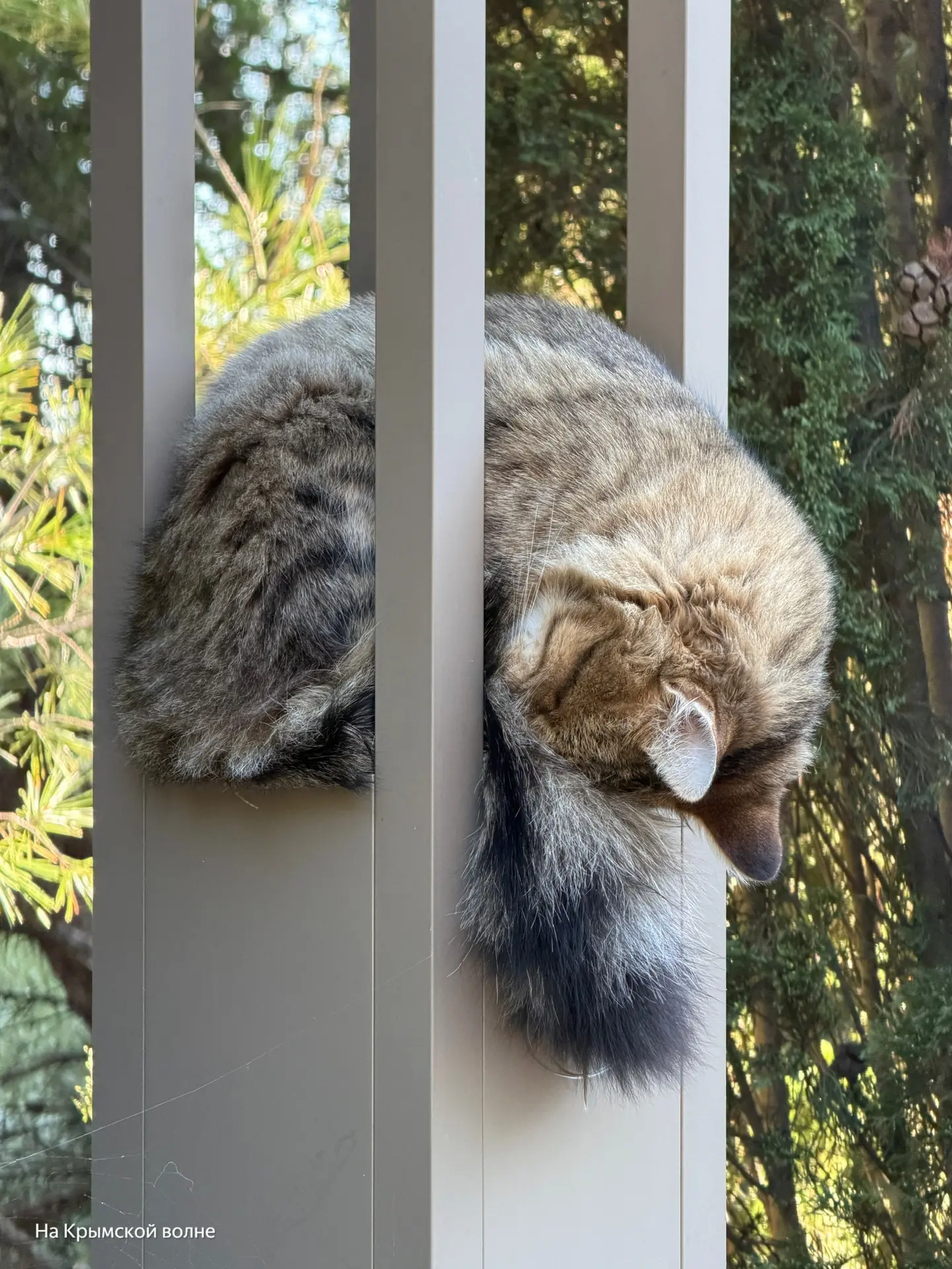 Найдено идеальное место для сна😄🐈 Уютно и никто не трогает))