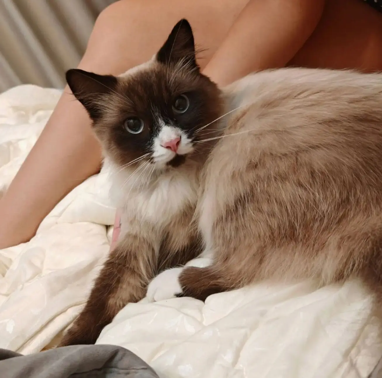 Сегодня наш котик вернулся домой. 😺 Он сам нашёл дорогу. Его не было 8 дней. Похоже, с...