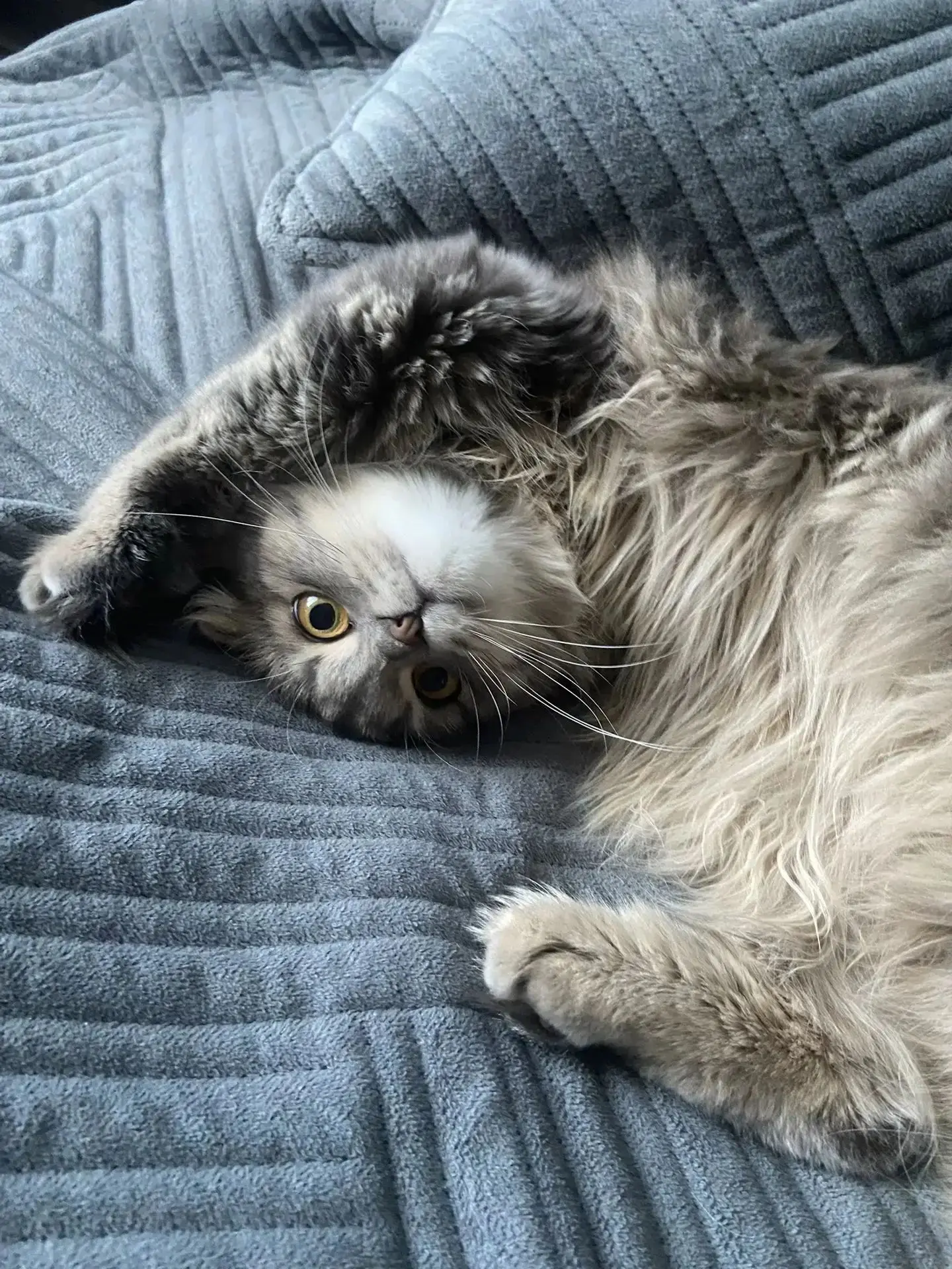 🐾Рубрика «Мой питомец».