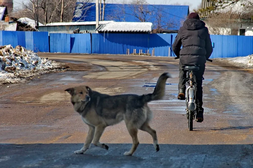 Глава Следственного комитета России Александр Бастрыкин затребовал доклад по делу о нап...