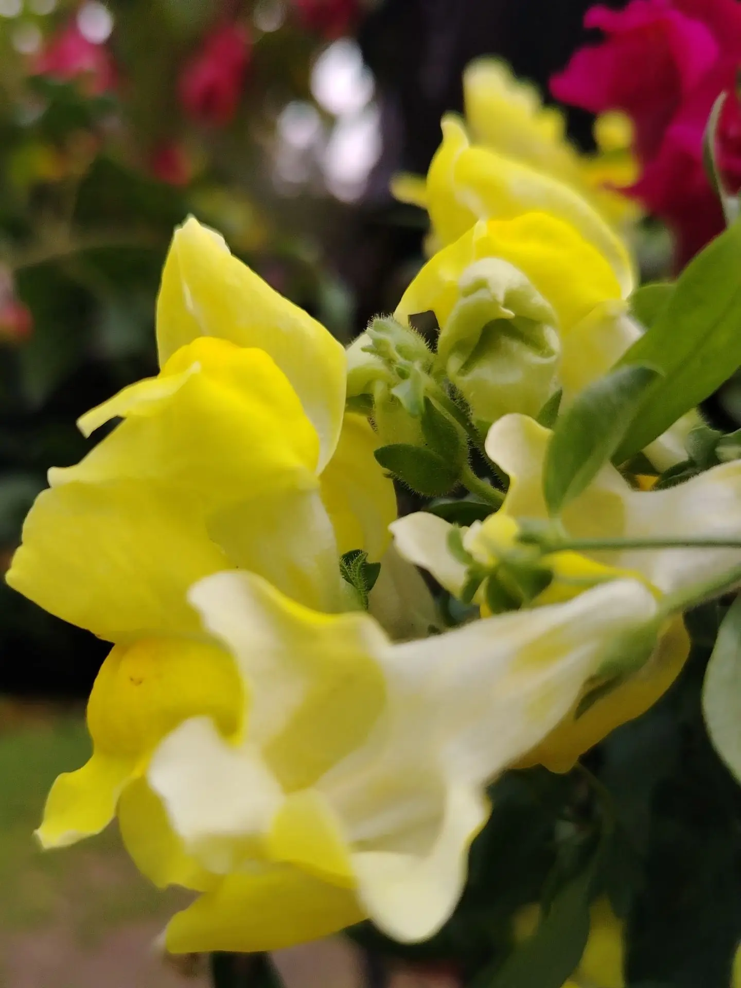 Доброе утро! Прекрасного вам дня! Великолепного настроения! Солнца и тепла🌞🌺🤗