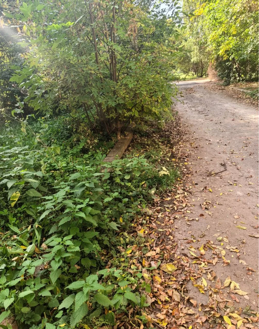 ❗️ На Планерной, 33 дорога зарастает травой