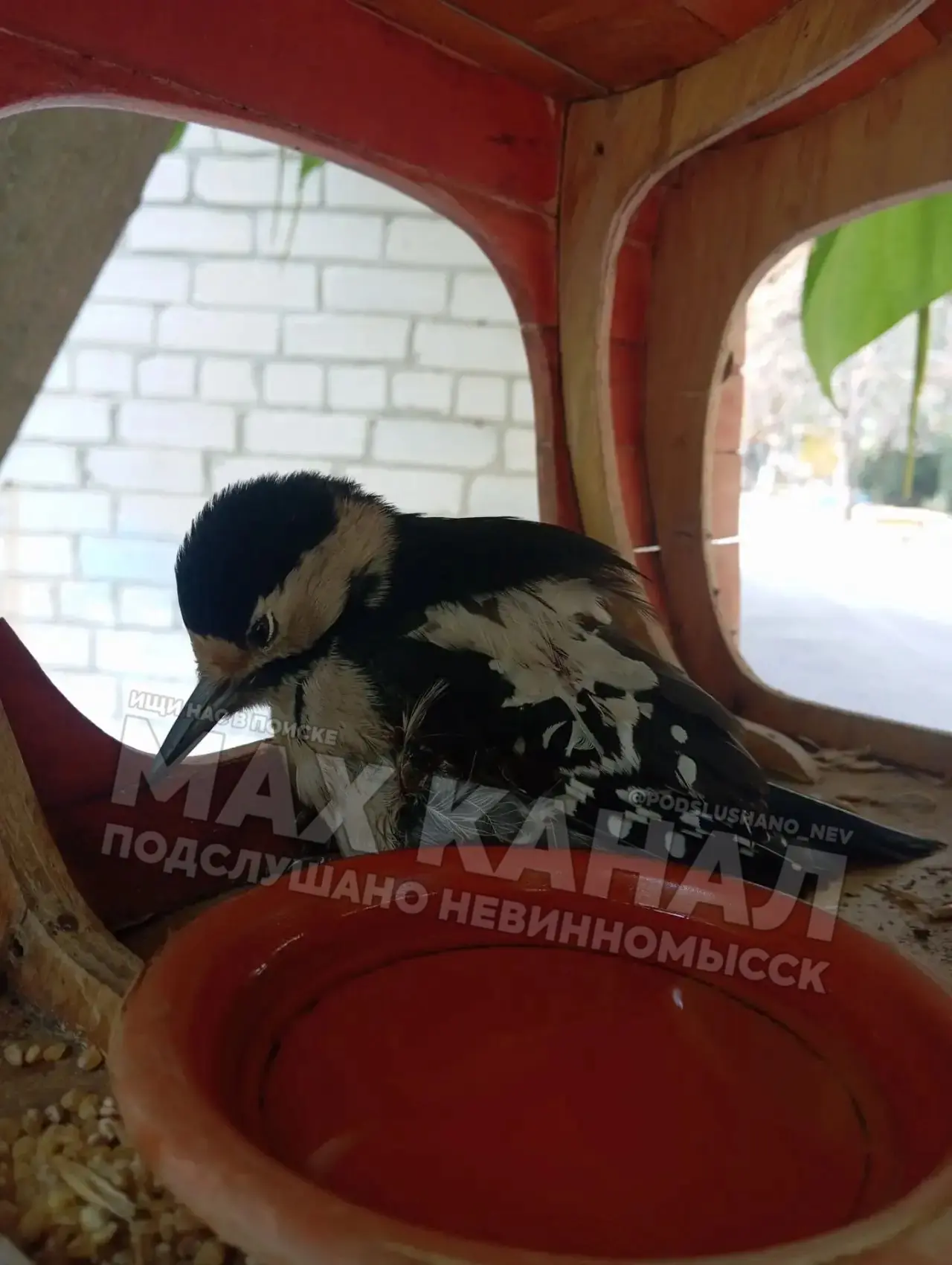 ⚡️В детском саду № 42 найден раненый дятел, (наверное ещё птенец). Помогите пожалуйста ...