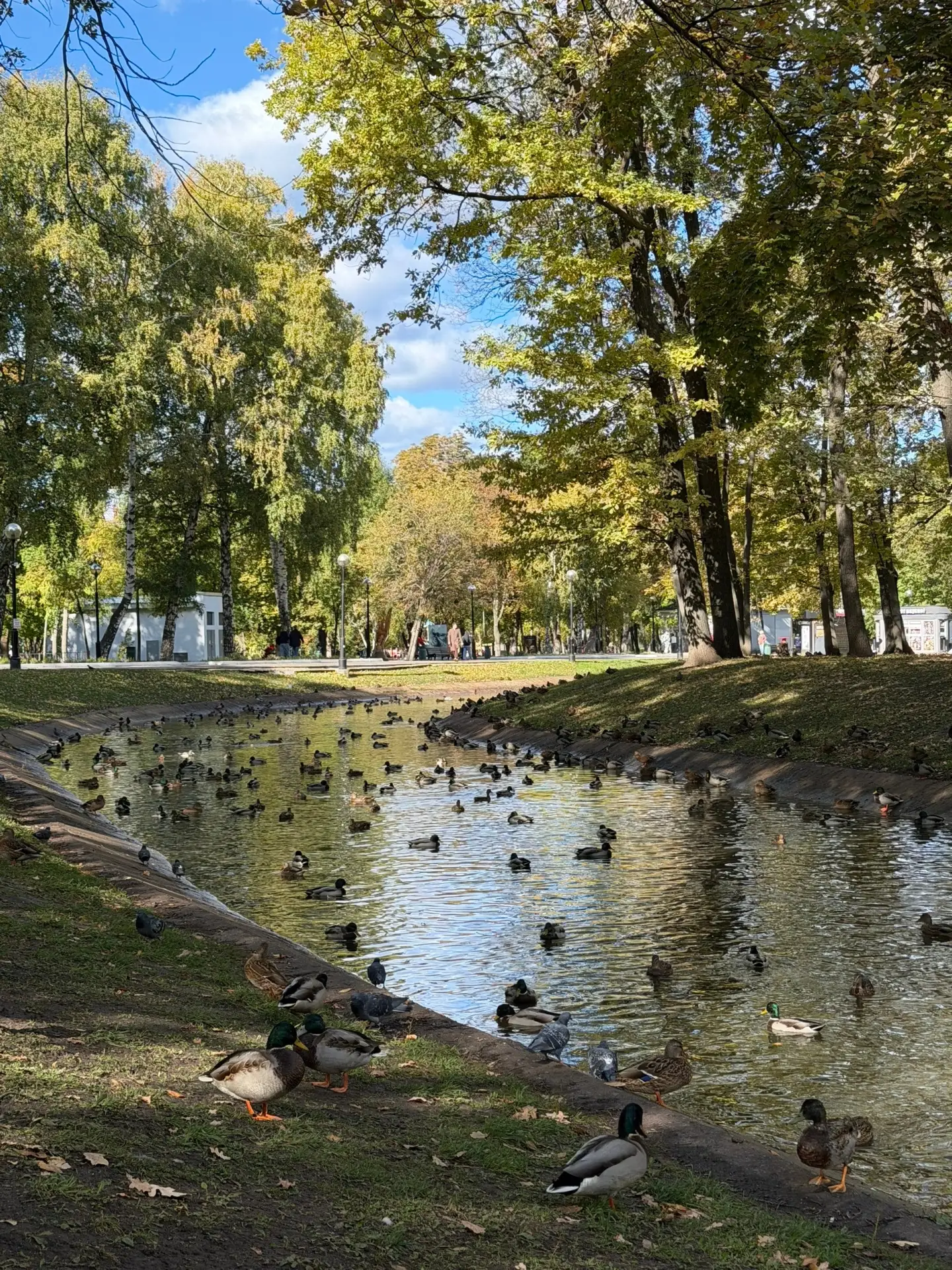 Утиный рай в парке Гагарина 😍