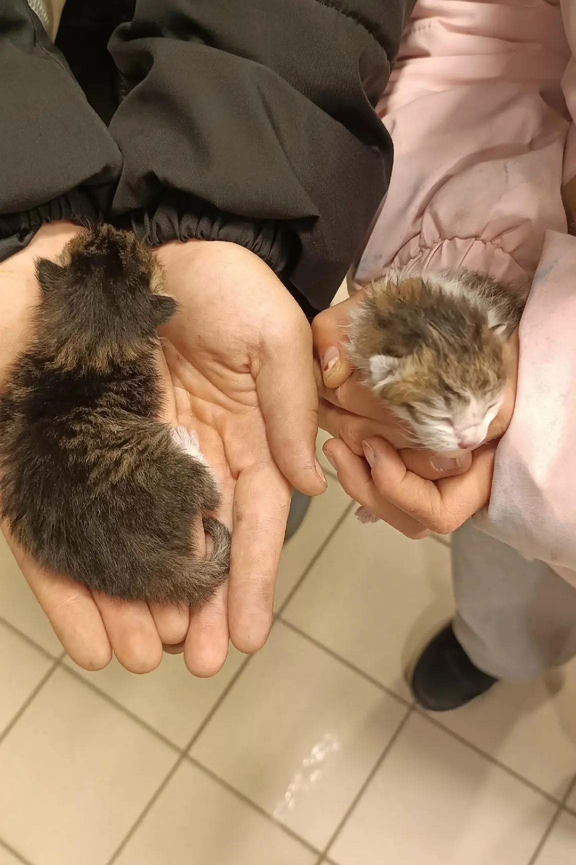 Дети нашли котят в пакете с мусором, подскажите куда их можно пристроить